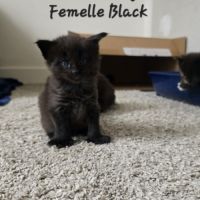 Chaton maine coon #3