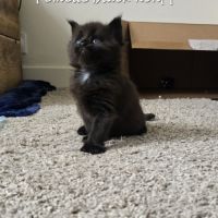 Chaton maine coon