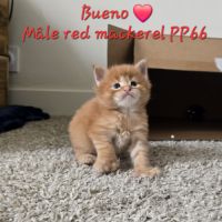 Chaton maine coon #5