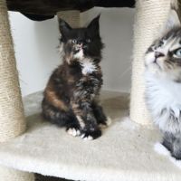 Chaton maine coon