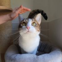 Melina, adorable minette à l'adoption #1