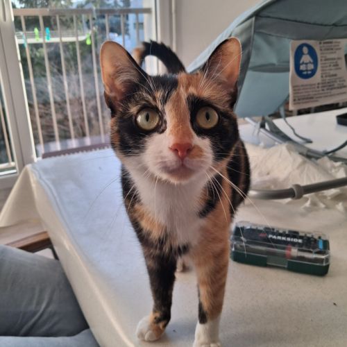 Chat bristol à l adoption