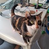 Chat bristol à l adoption #2