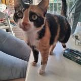 Chat bristol à l adoption #3