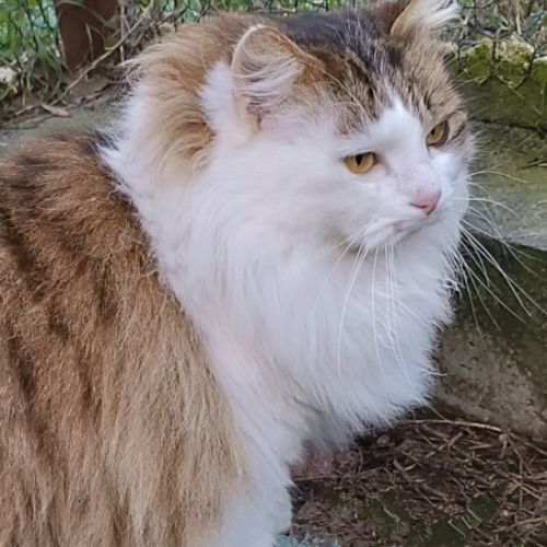 Chat nounours à l adoption #0