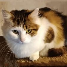 Chat nounours à l adoption #2