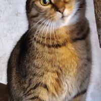 Chat lili à l adoption