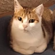 Chat misty à l adoption #2