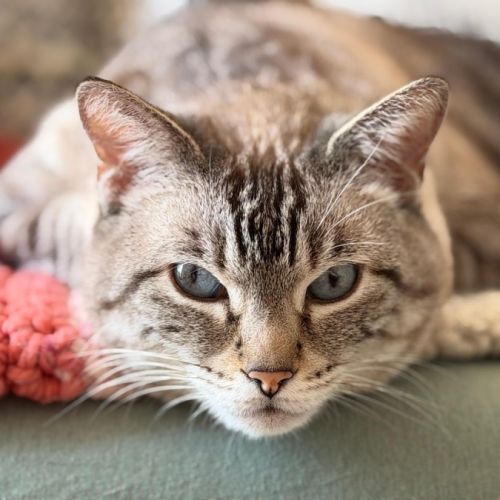 Chat bouba à l adoption