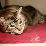 Chat bouba à l adoption #3