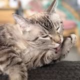 Chat bouba à l adoption #4