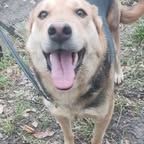 Chien akira à l adoption #6