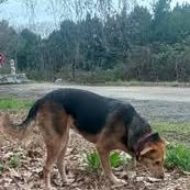 Chien akira à l adoption #2