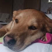 Chien akira à l adoption #4