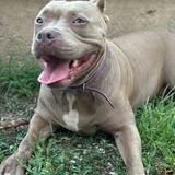 Chien elektra à l adoption #4