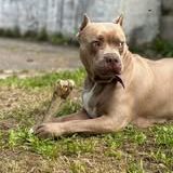 Chien elektra à l adoption #5