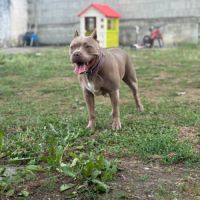 Chien elektra à l adoption #0