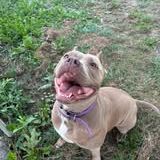 Chien elektra à l adoption #2