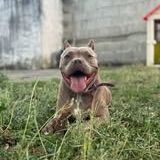 Chien elektra à l adoption #3