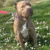 Chien elektra à l adoption #6