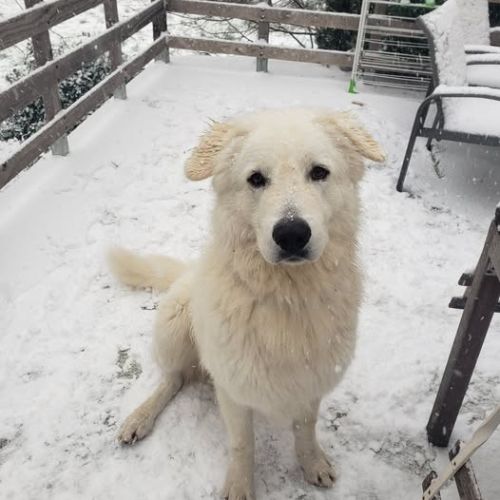 Chien shiro à l adoption