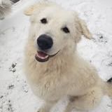 Chien shiro à l adoption #2