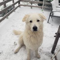 Chien shiro à l adoption #0