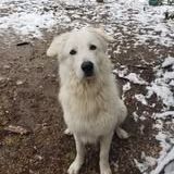 Chien shiro à l adoption #3