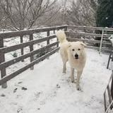 Chien shiro à l adoption #4