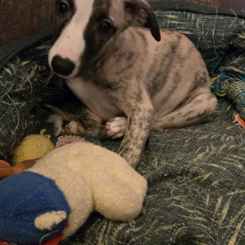 Chiots whippets mâles disponibles #1