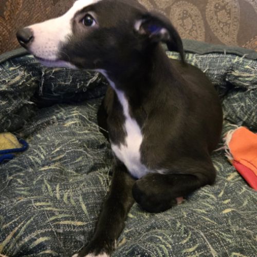 Chiots whippets mâles disponibles #3