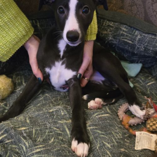 Chiots whippets mâles disponibles #4