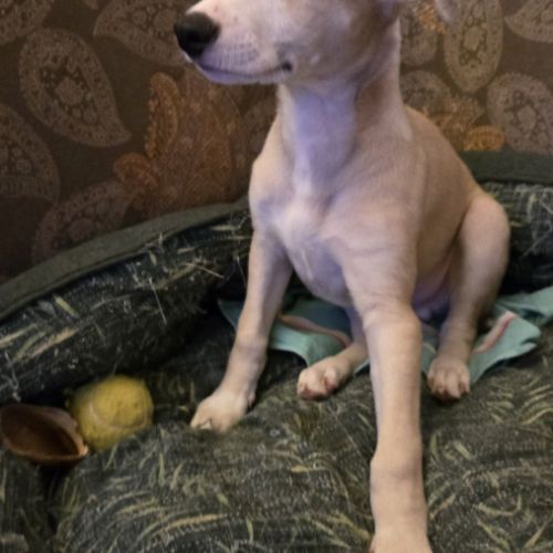 Chiots whippets mâles disponibles #0