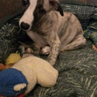 Chiots whippets mâles disponibles #1