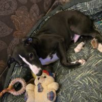 Chiots whippets mâles disponibles #2