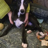 Chiots whippets mâles disponibles #4