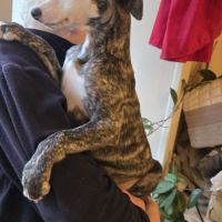 Chiots whippets mâles disponibles #5