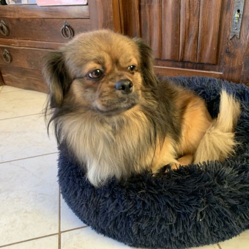 Chiots épagneul tibétain #1