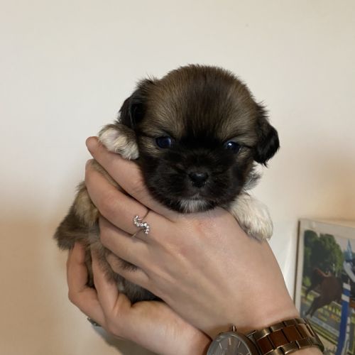 Chiots épagneul tibétain #0