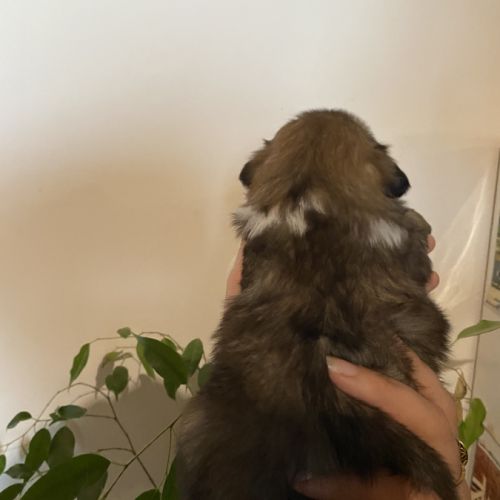 Chiots épagneul tibétain #3