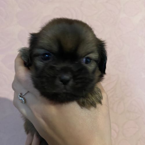 Chiots épagneul tibétain #4