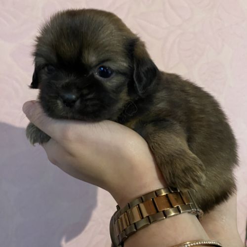 Chiots épagneul tibétain #5