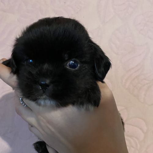 Chiots épagneul tibétain #8