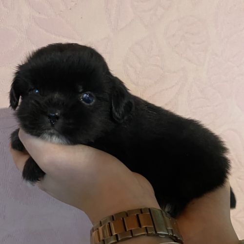 Chiots épagneul tibétain #9