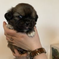 Chiots épagneul tibétain #6