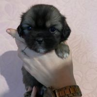 Chiots épagneul tibétain #7