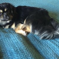 Chiots épagneul tibétain #10