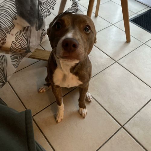 Bull, un compagnon aussi mignon qu’adorable ! #1