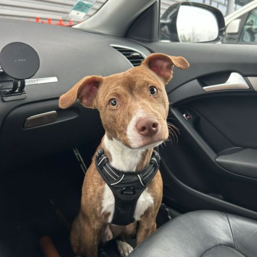 Bull, un compagnon aussi mignon qu’adorable ! #0