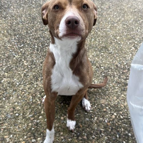 Bull, un compagnon aussi mignon qu’adorable ! #4